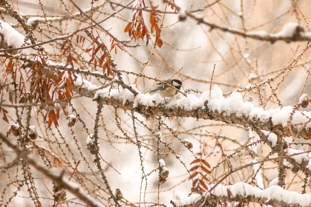 Photograph by Людмила Новосёлова