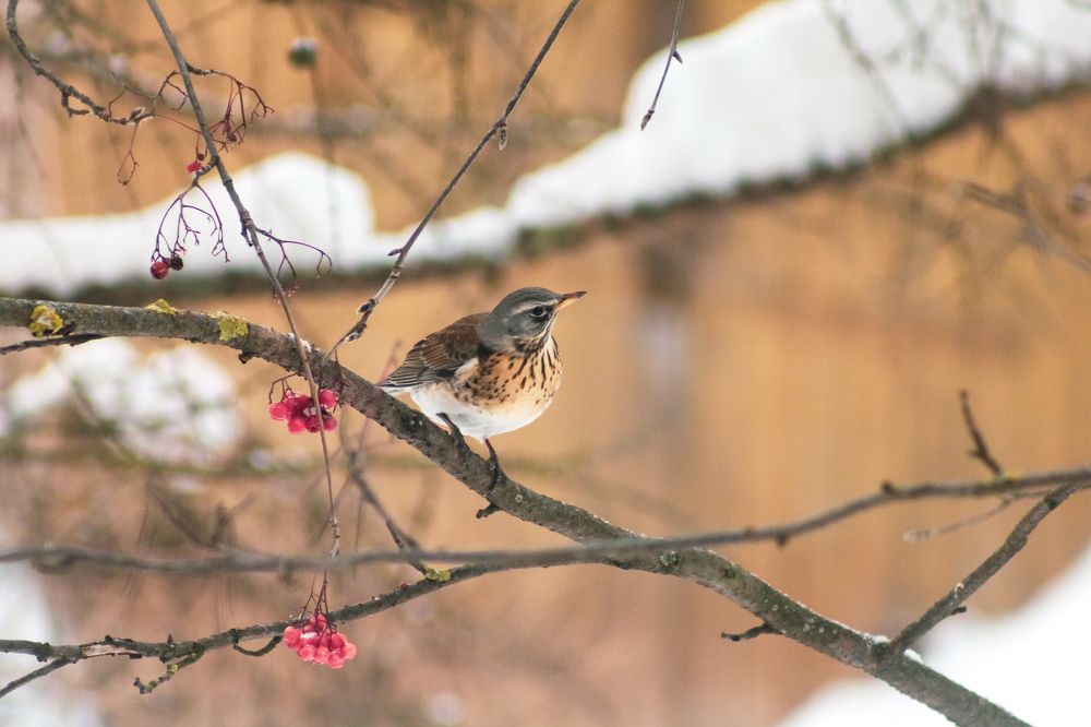 Photograph by Людмила Новосёлова