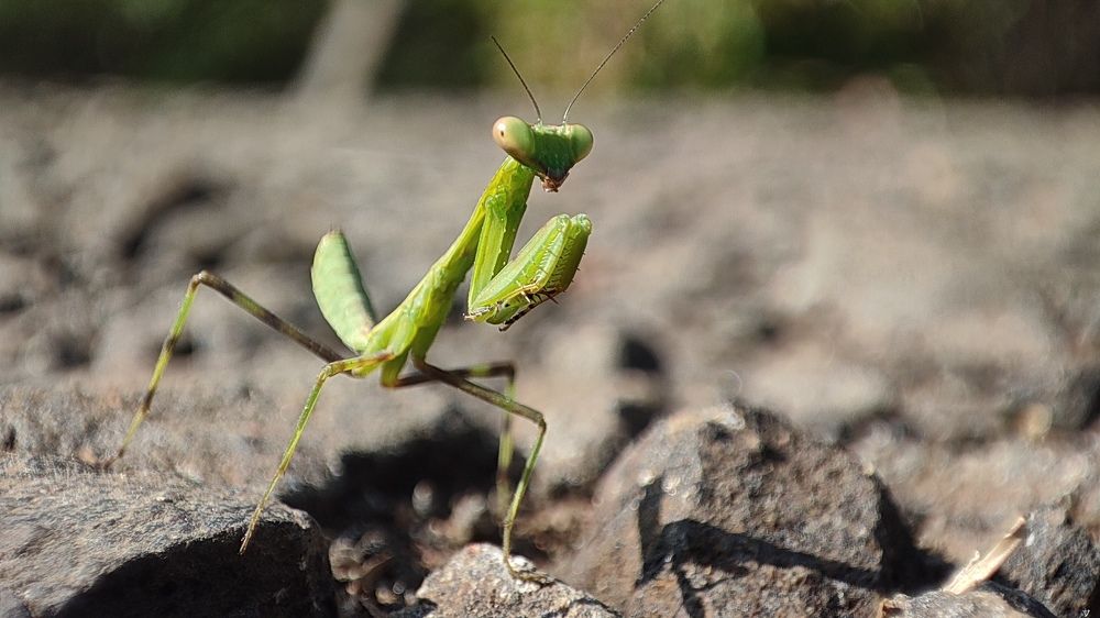 Hierodula patellifera