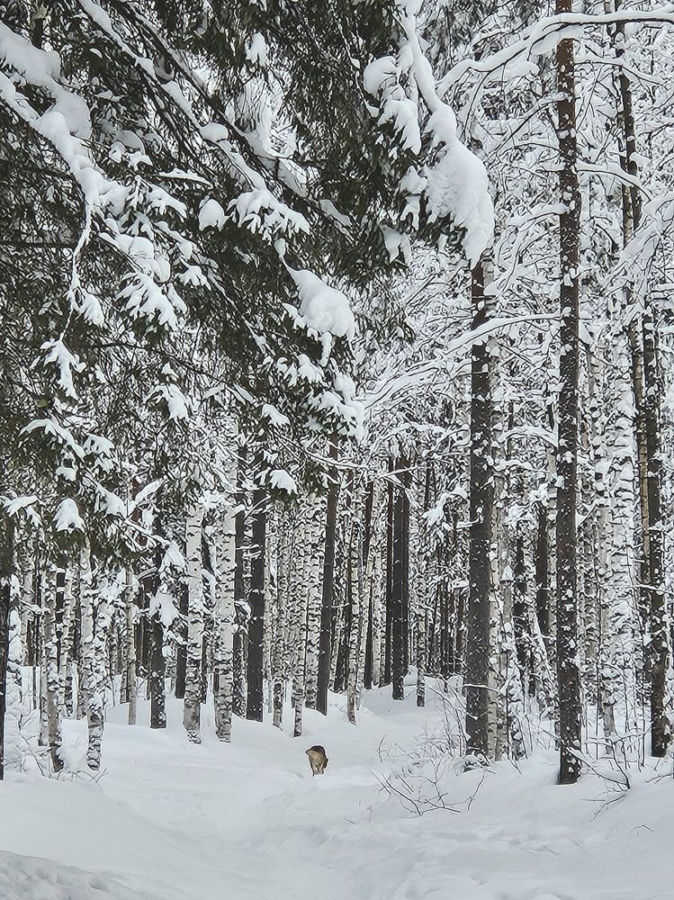 Лес в снежной шубе