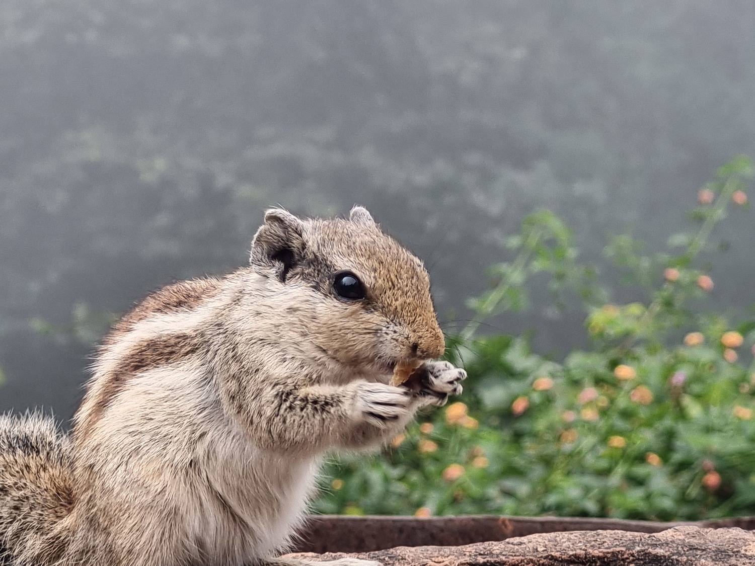 Wildlife
