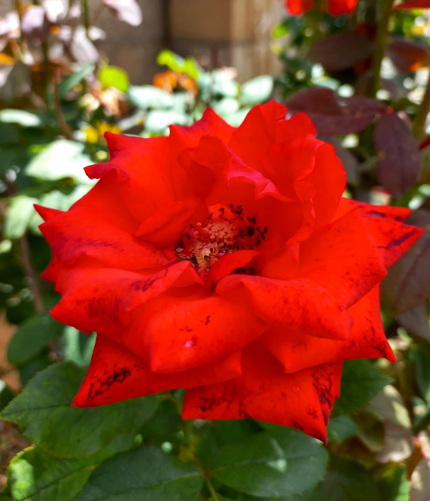 Tea Rose warm greetings