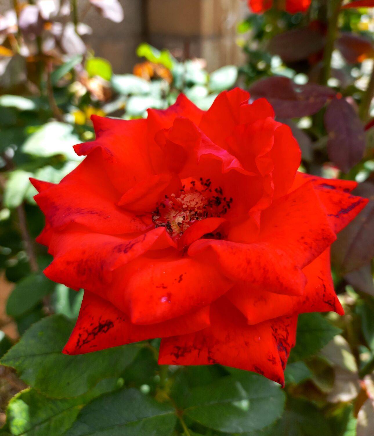 Tea Rose warm greetings