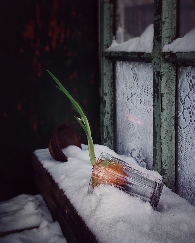 Фотография автора Инга Шевелёва