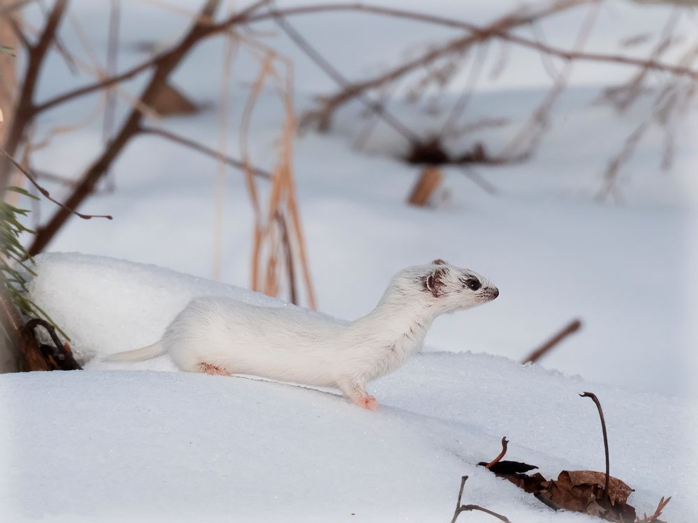 Photograph by Галина Горяинова