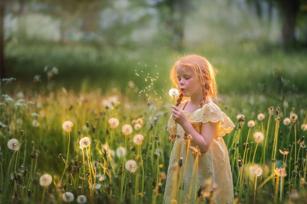 Пушистый одуванчик