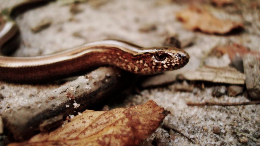 Photo #10104461