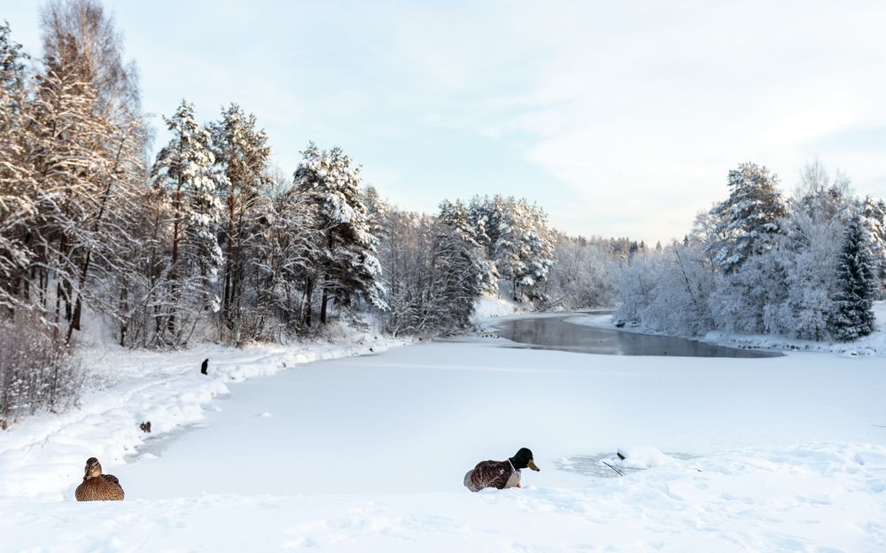 Photograph by Мария Богданова