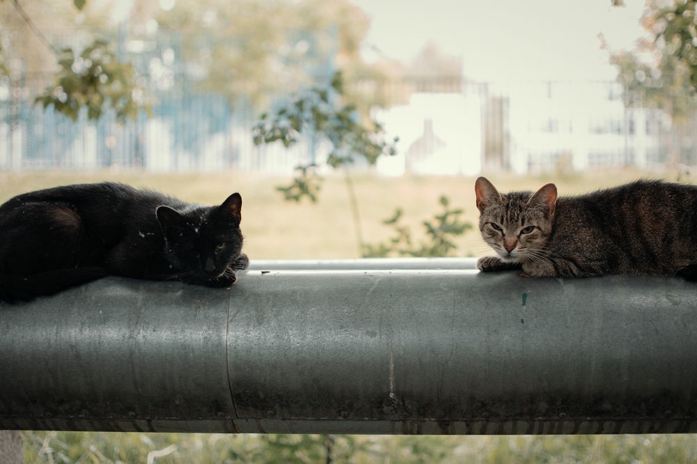 They could be at home