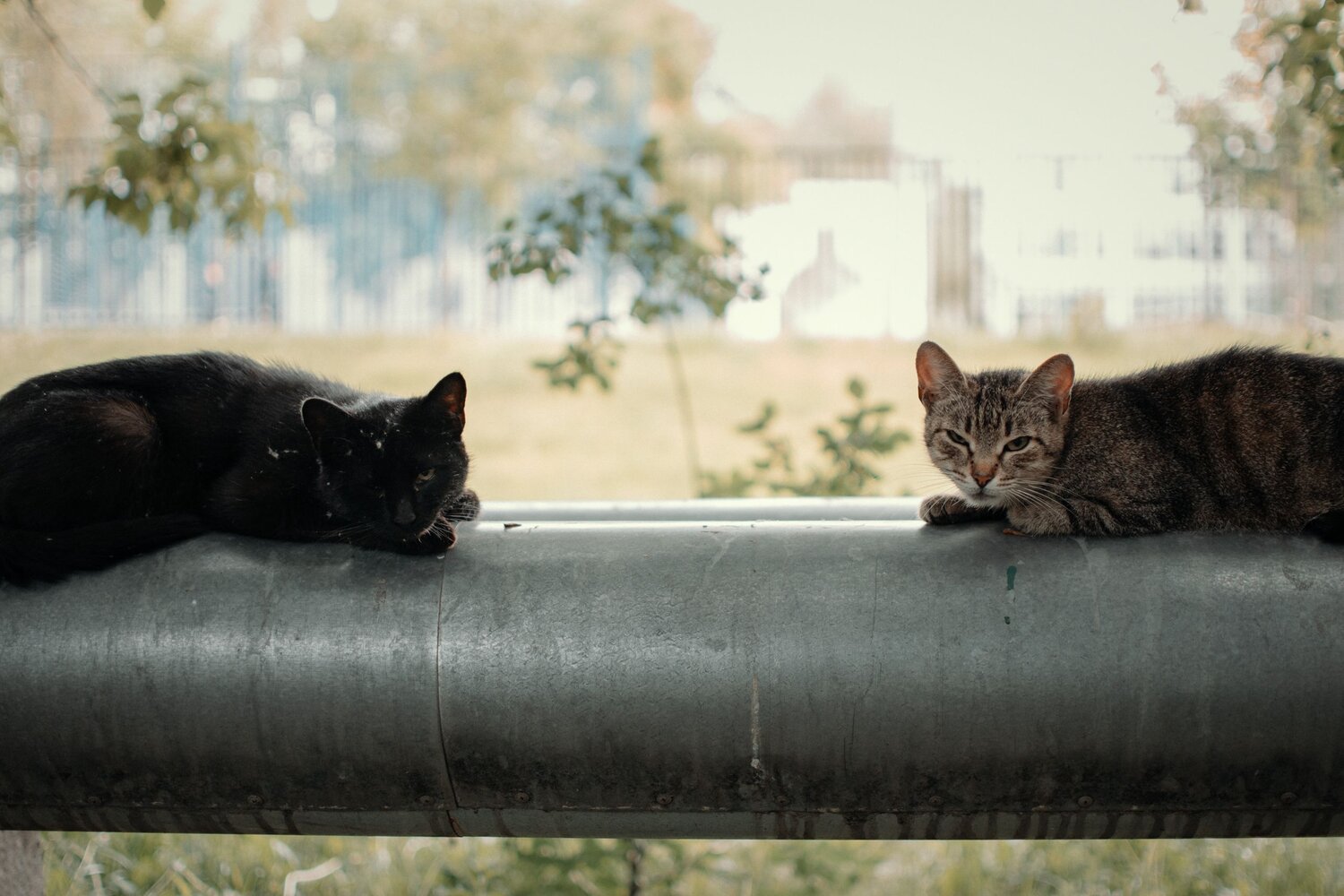 They could be at home