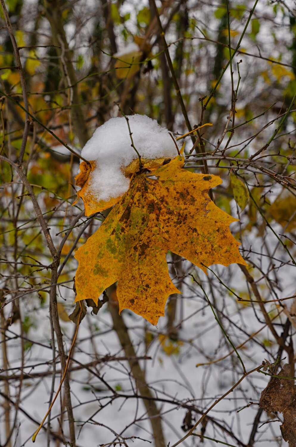 Photo #10104812