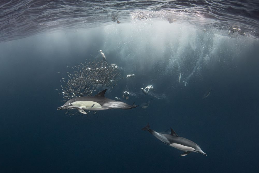 Фотография автора Fabi Fregonesi