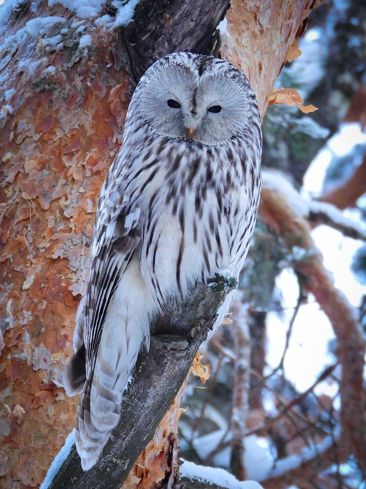 Photograph by Игорь Степанов