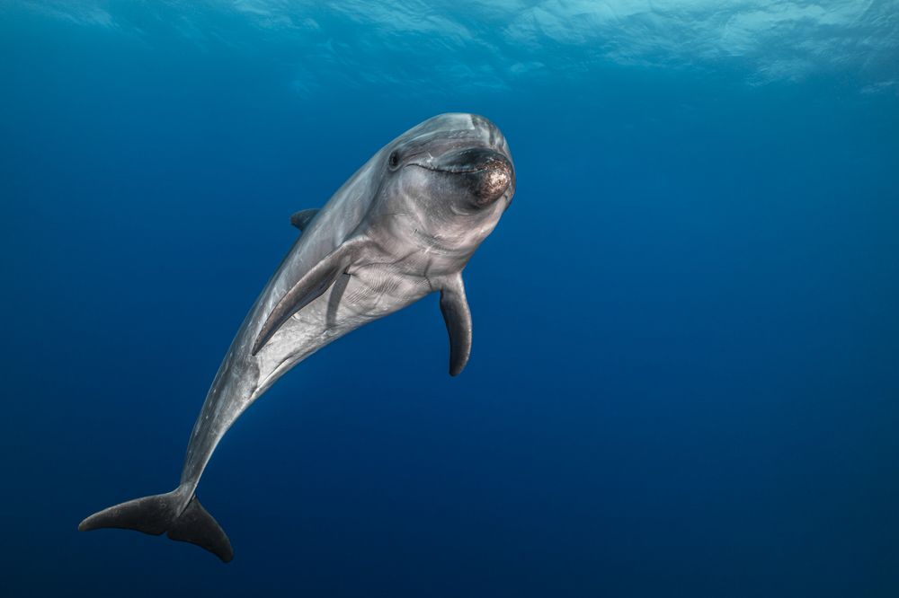 Фотография автора Fabi Fregonesi