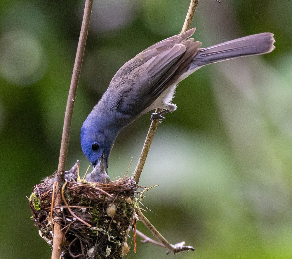 Фотография автора Viraj Kale