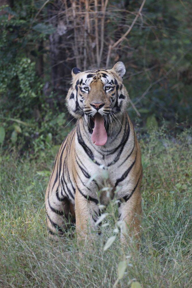 Фотография автора Viraj Kale