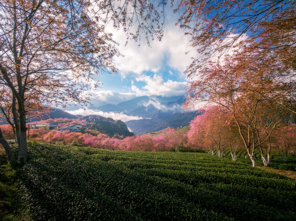 SaPa's CherryBlossom season