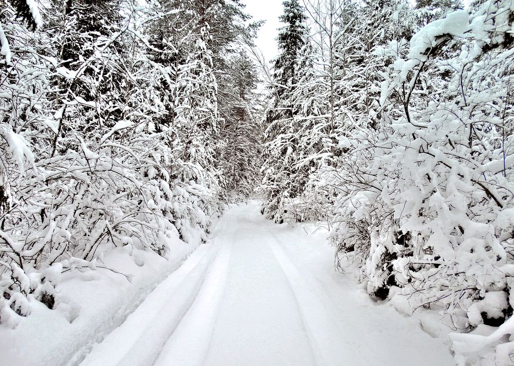 Лес и дорога под снегом
