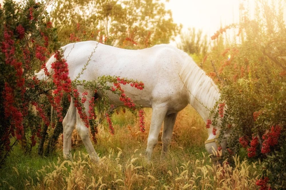 Photograph by Mansouri Mohammad mahdi