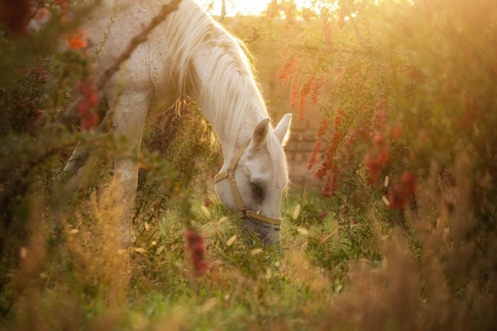 Photograph by Mansouri Mohammad mahdi
