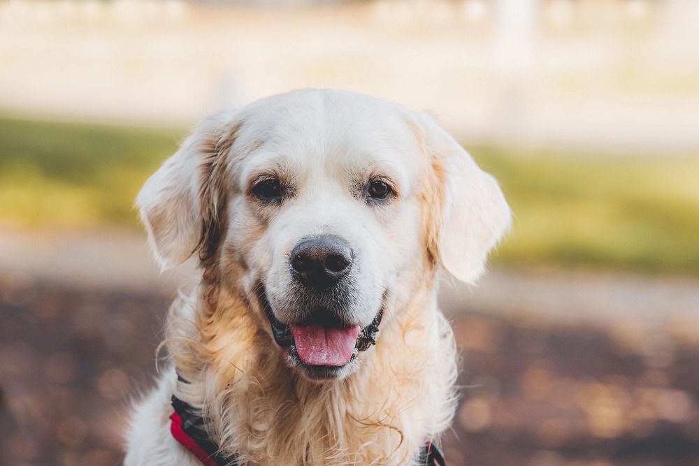 Фима. Портрет