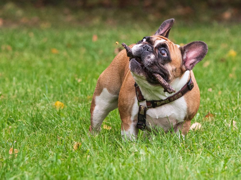 Предчувствие игры