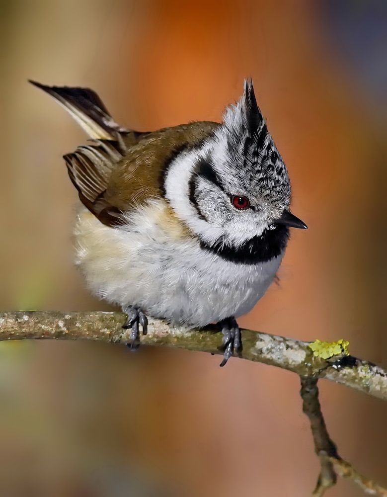 Photograph by Игорь Чеботарёв