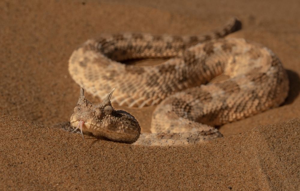 Photograph by Владимир Цветов