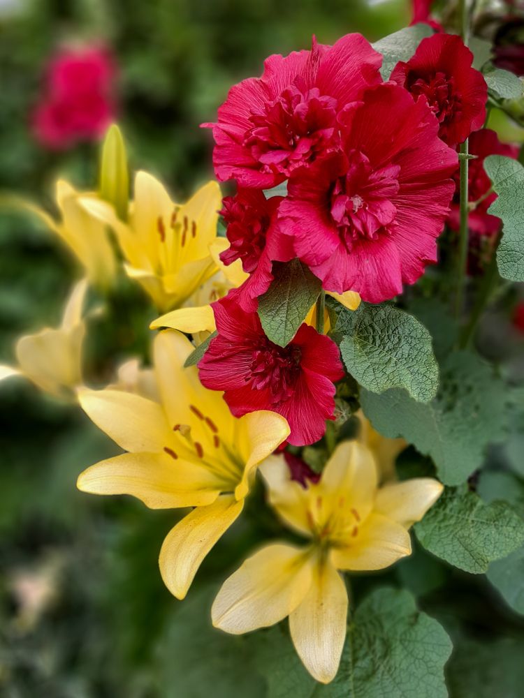 Фотография автора Светлана Дунаева