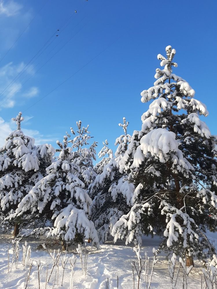 Фотография автора Светлана Дунаева