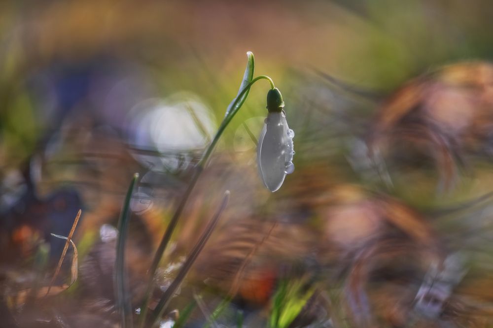 Весенняя гармония