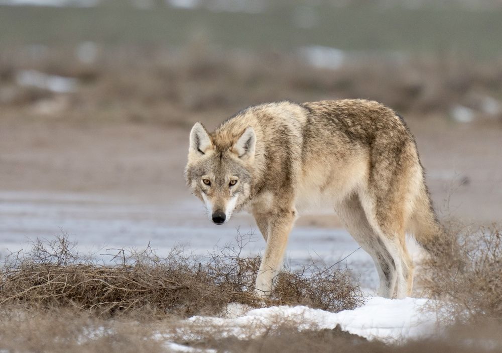 Photograph by Владимир Цветов