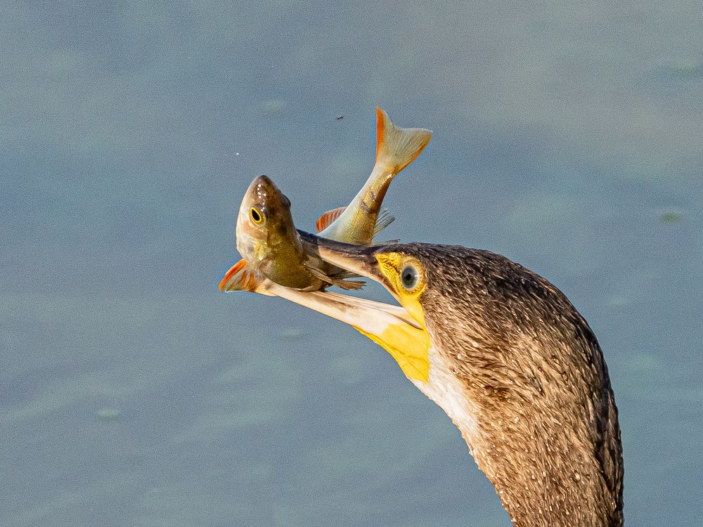 Фотография автора Инна Субботина
