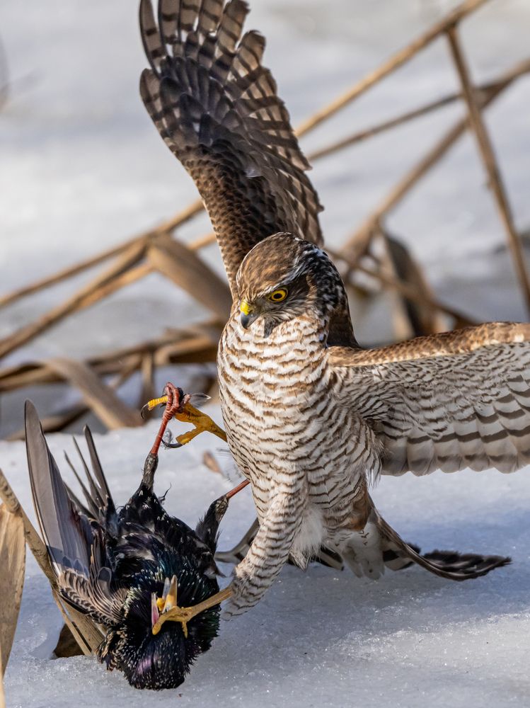 Фотография автора Инна Субботина