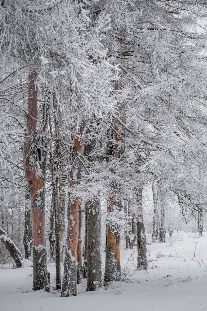 Фотография автора Иван Комаров