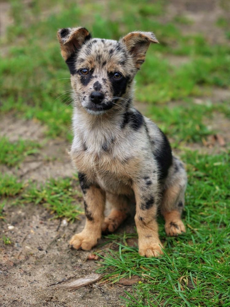 Фотография автора Андрей Шестаков