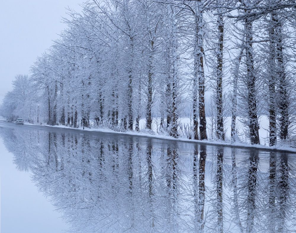 Snowy trees