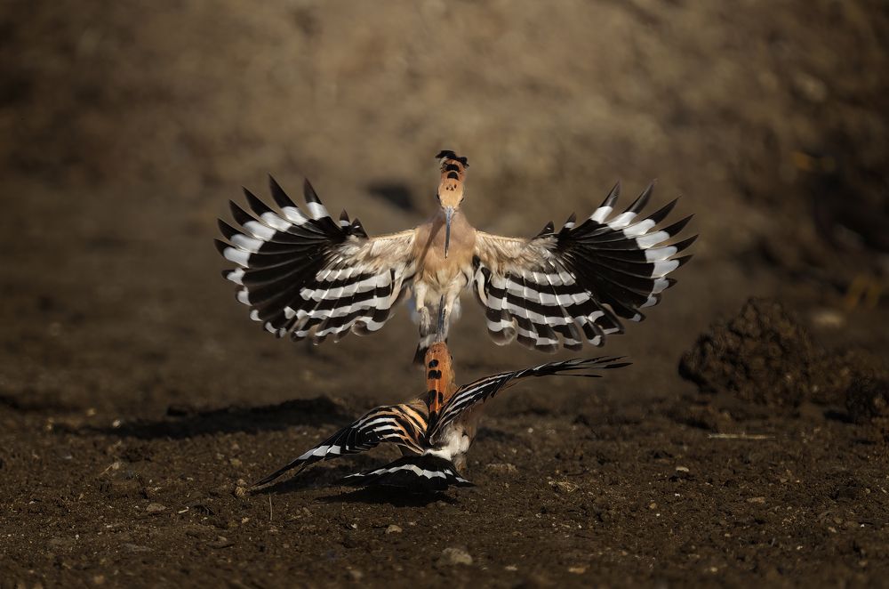 Фотография автора Prejul Prakash