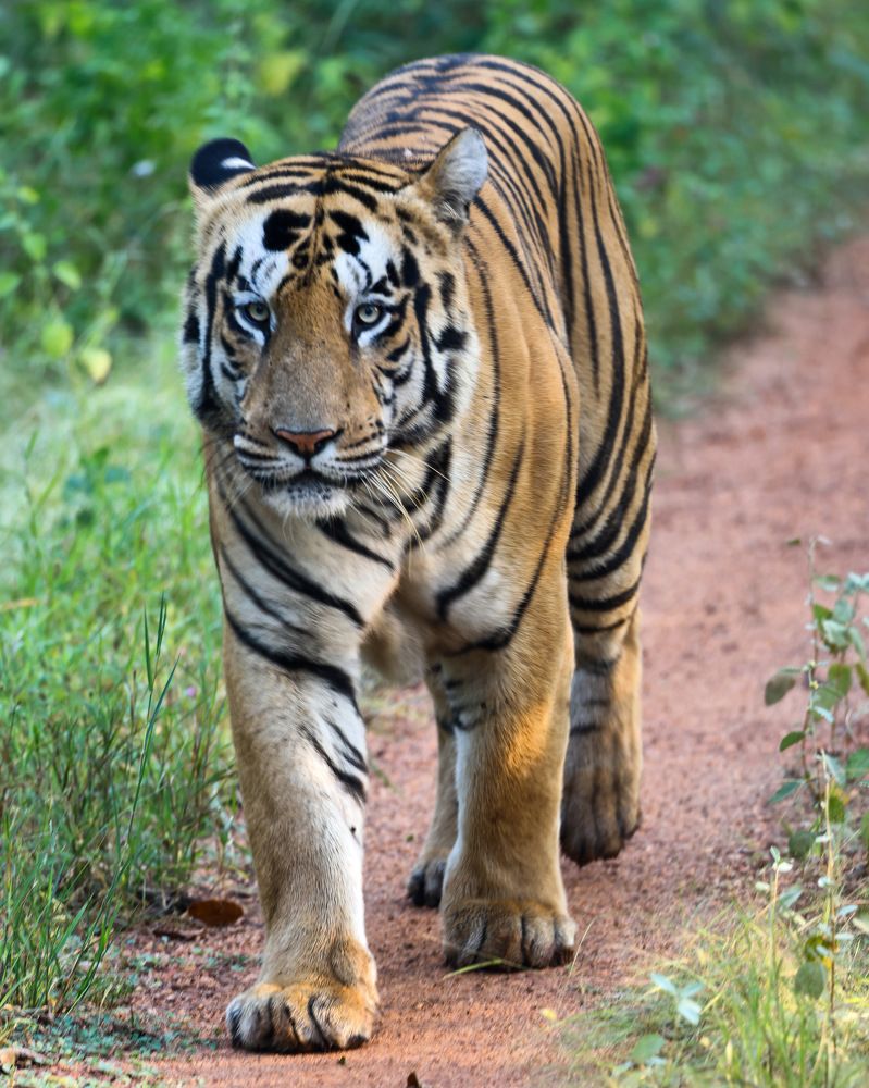 Фотография автора Viraj Kale