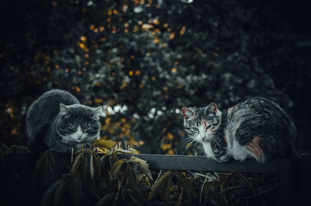 Photograph by Stepanov Dmitriy