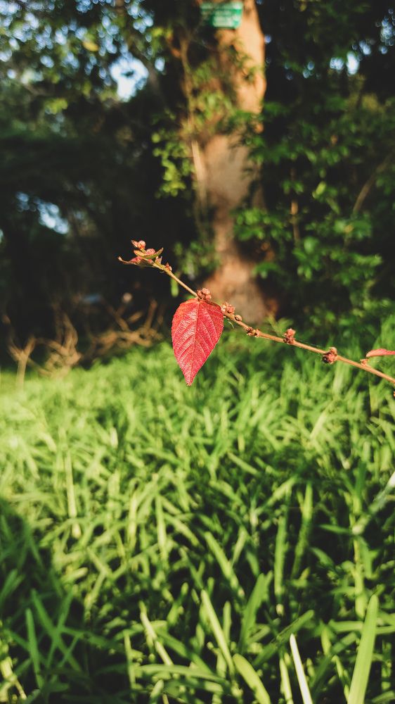 Photograph by PRABAGARAN V