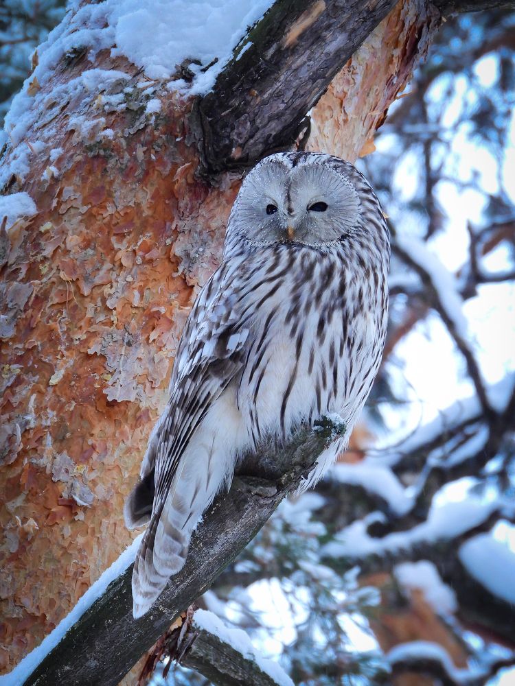 Photograph by Игорь Степанов