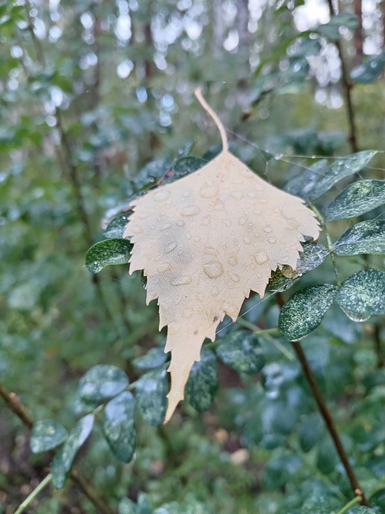 Photograph by Наталья