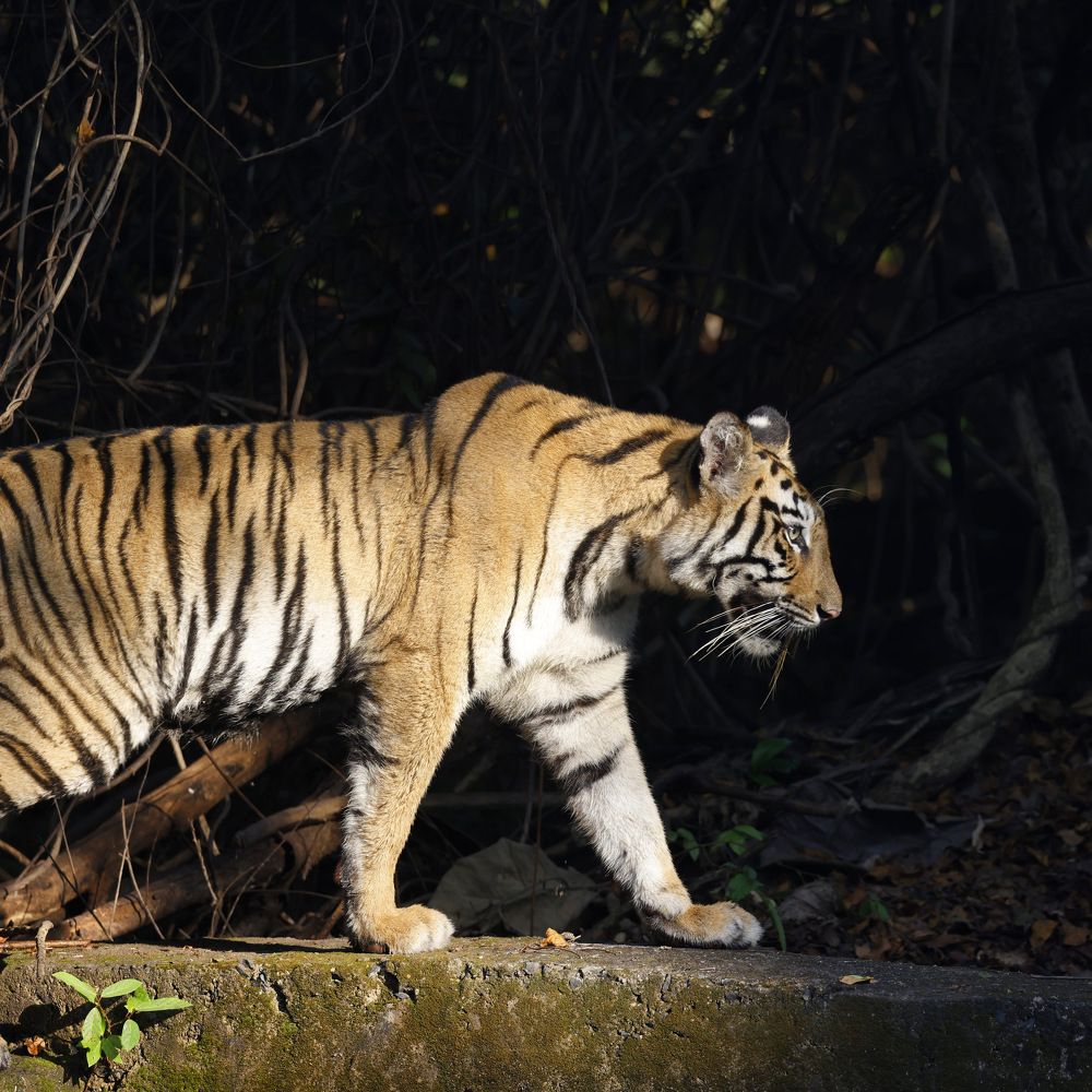 Фотография автора Viraj Kale