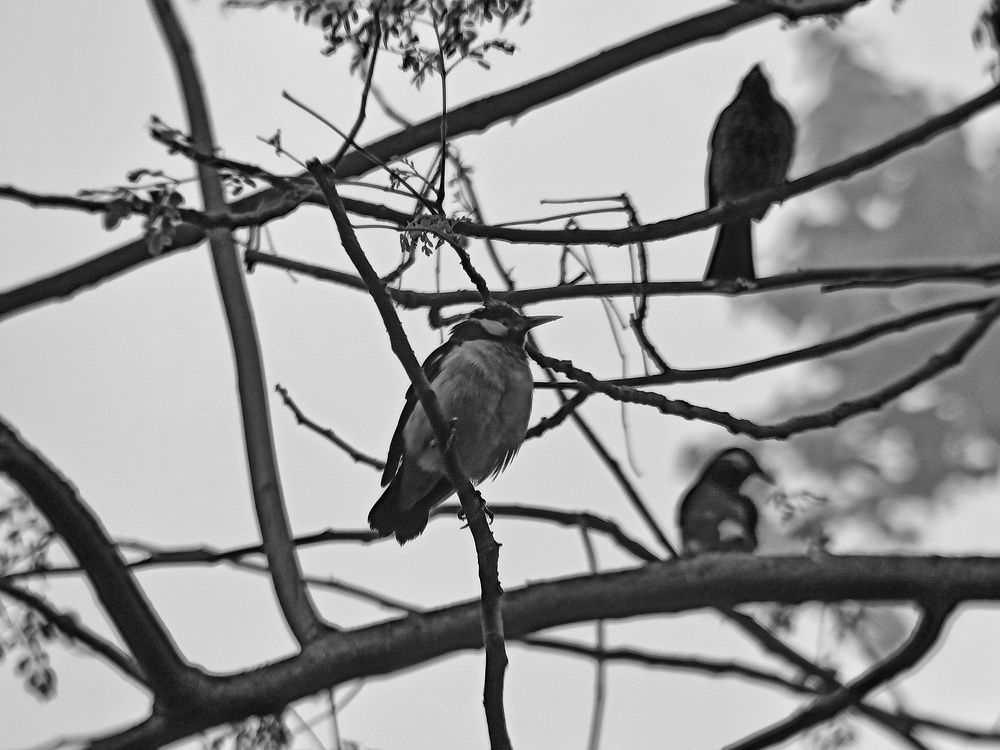 Photograph by Abid Muhammad Ahnaf