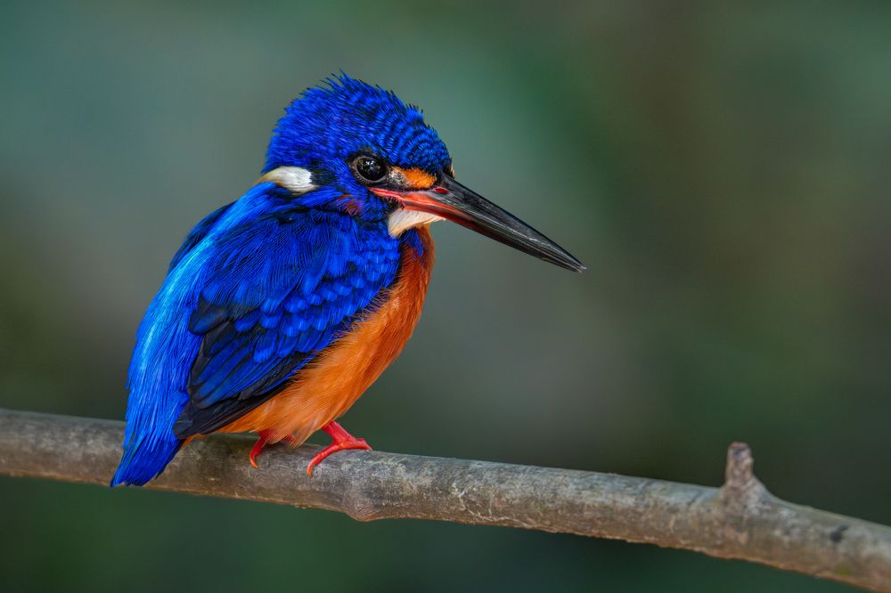 Blue-eared Kingfisher