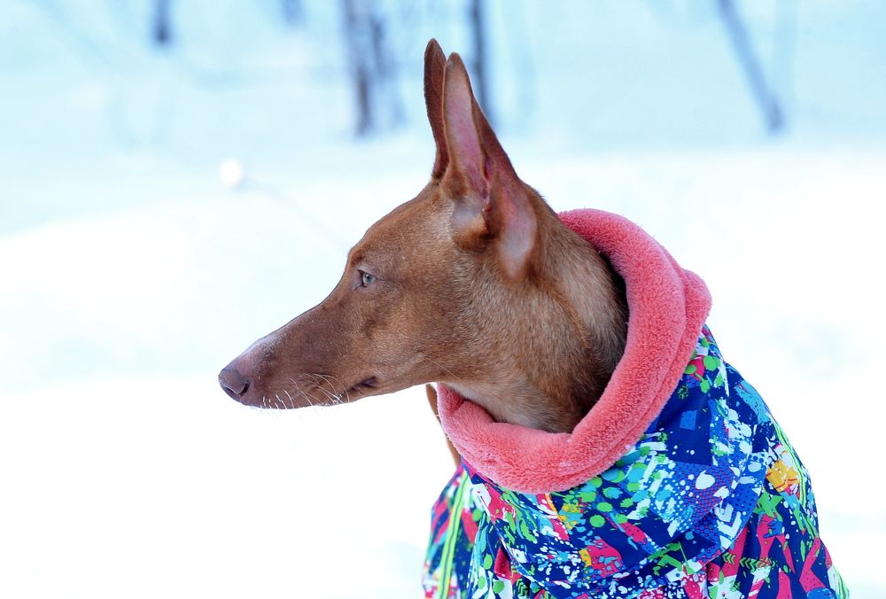 Photograph by Алексей Козлов