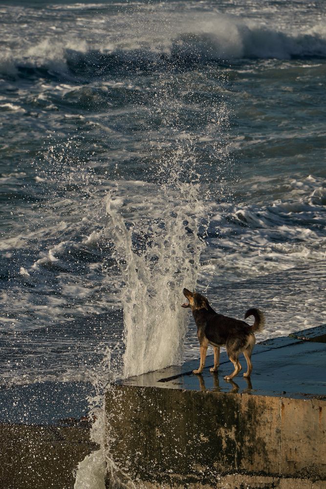 Фотография автора Артем Ковальский