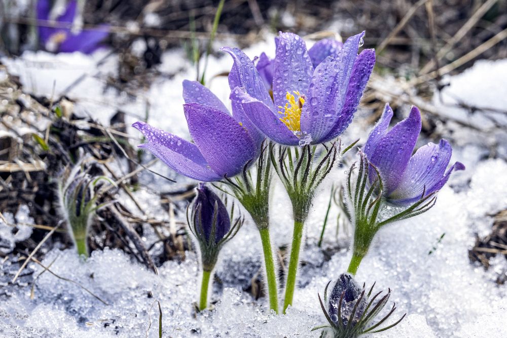 Пробуждение сон-травы