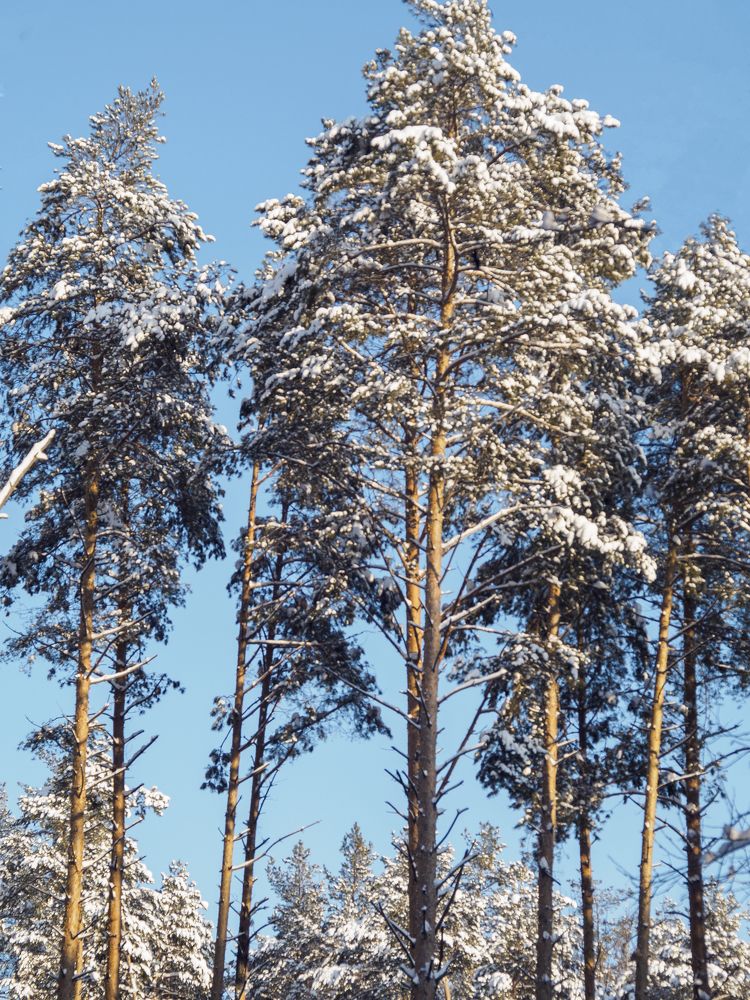 Photograph by Вера Рябинина